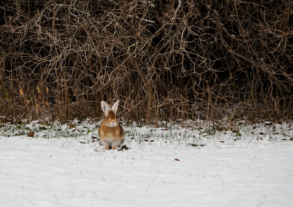 brown hare beside bushes