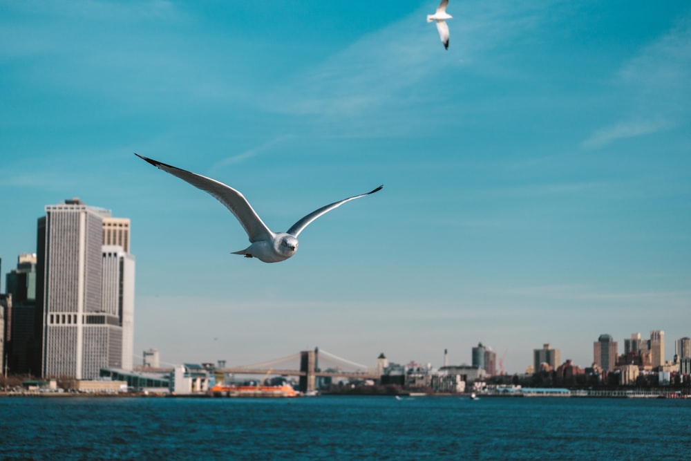 soaring bird over water