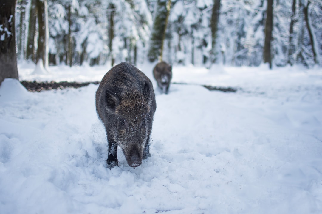 grey boar on the snowy field