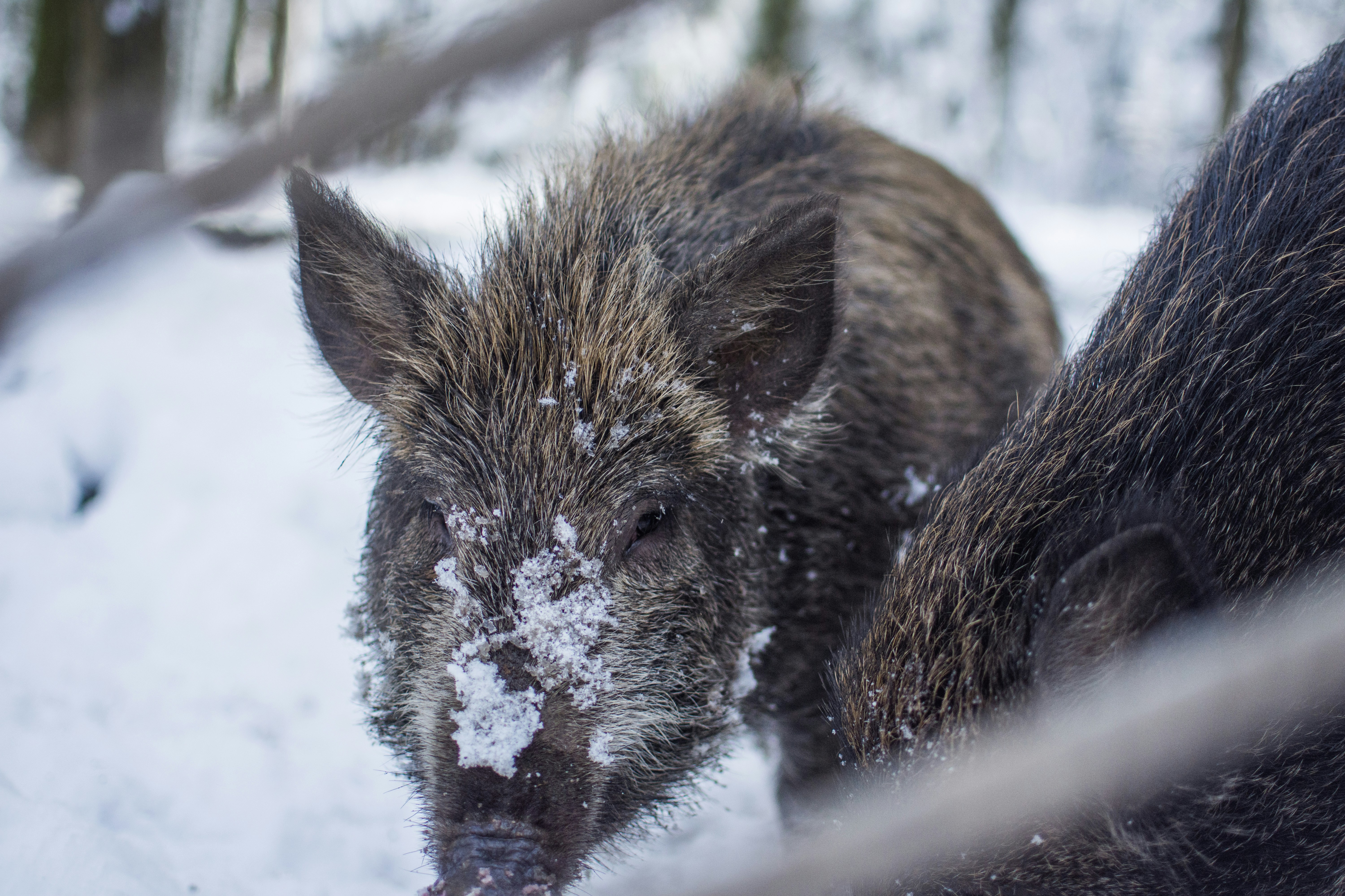 茶色と灰色のイノシシの写真の写真 Unsplashで見つけるグレーの無料写真
