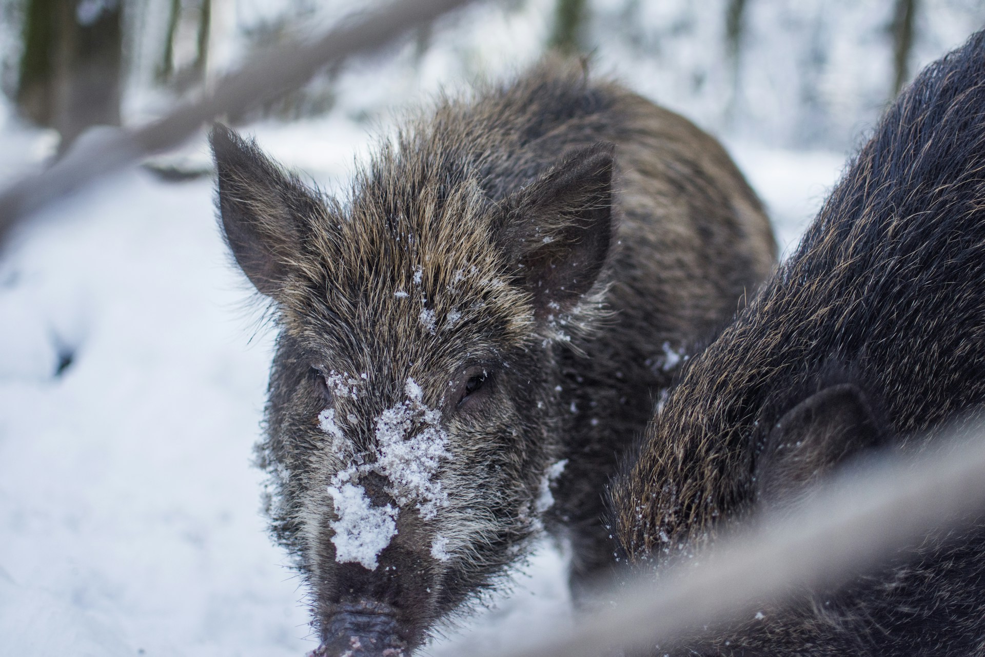 brown and grey boar photograph