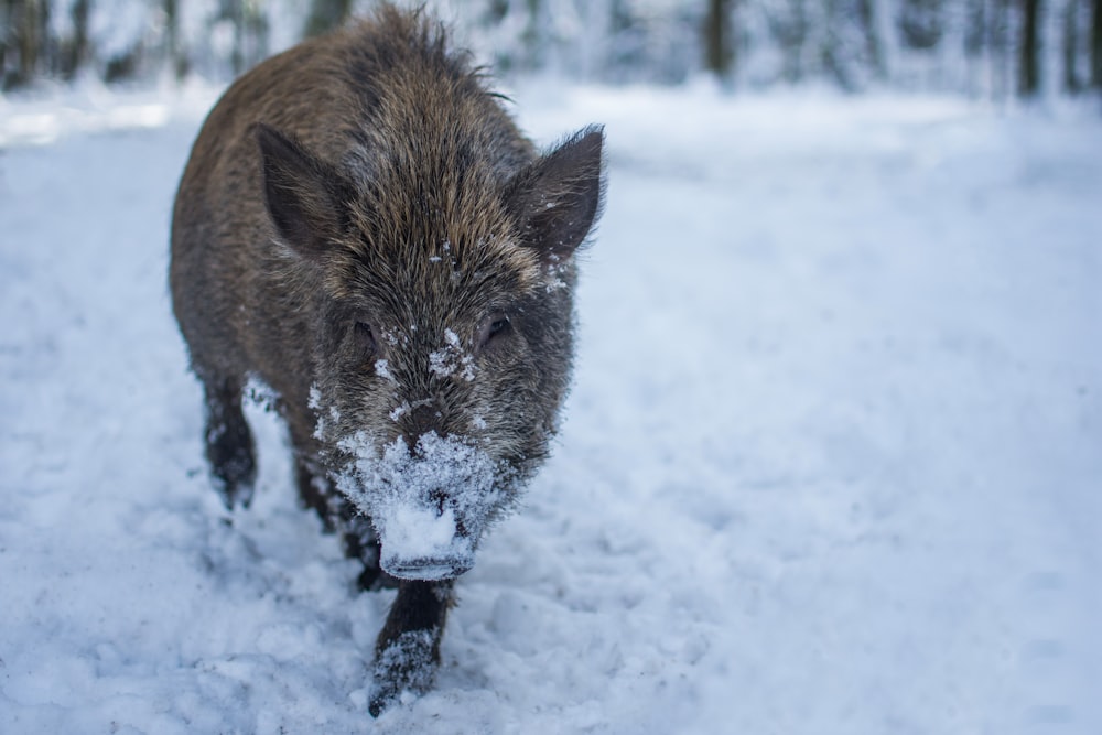 grey and brown boar on the snowy field photograph