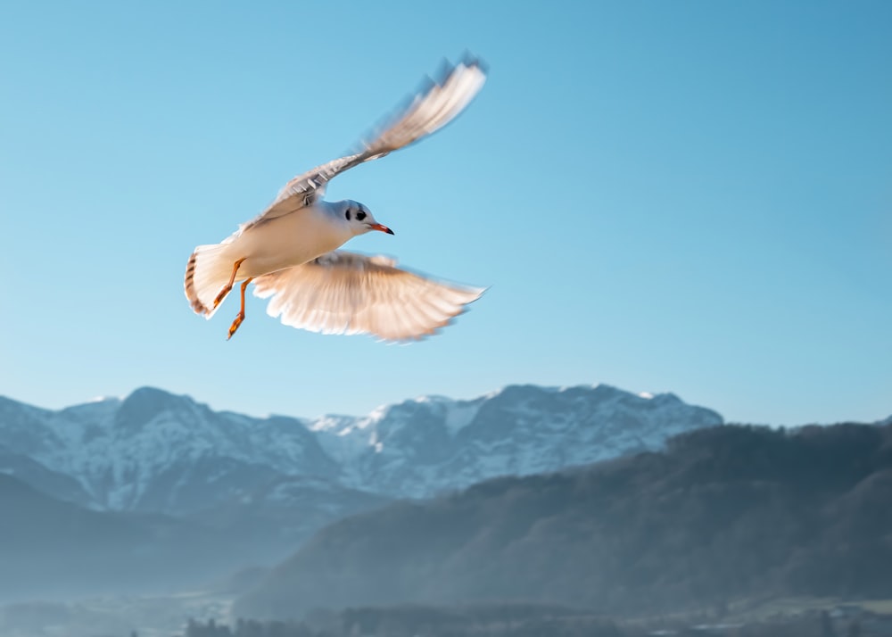 flaches Fokusfoto eines fliegenden weißen Vogels