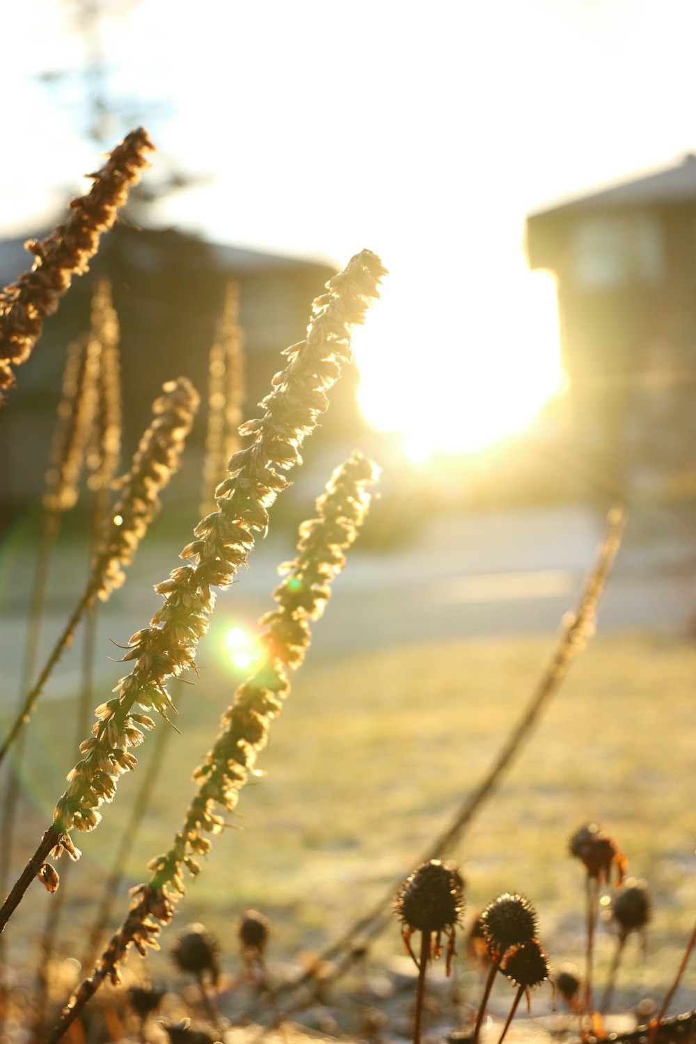 the sun is setting behind some grass