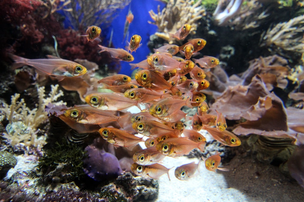 underwater photography of brown fish near coral reef