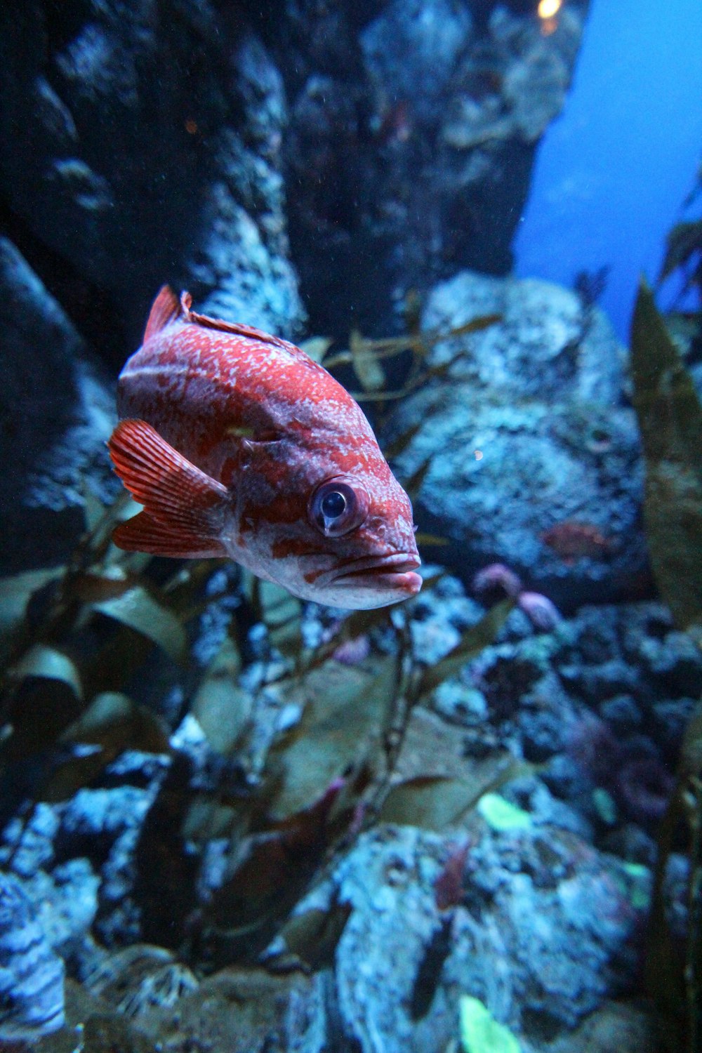 red fish underwater