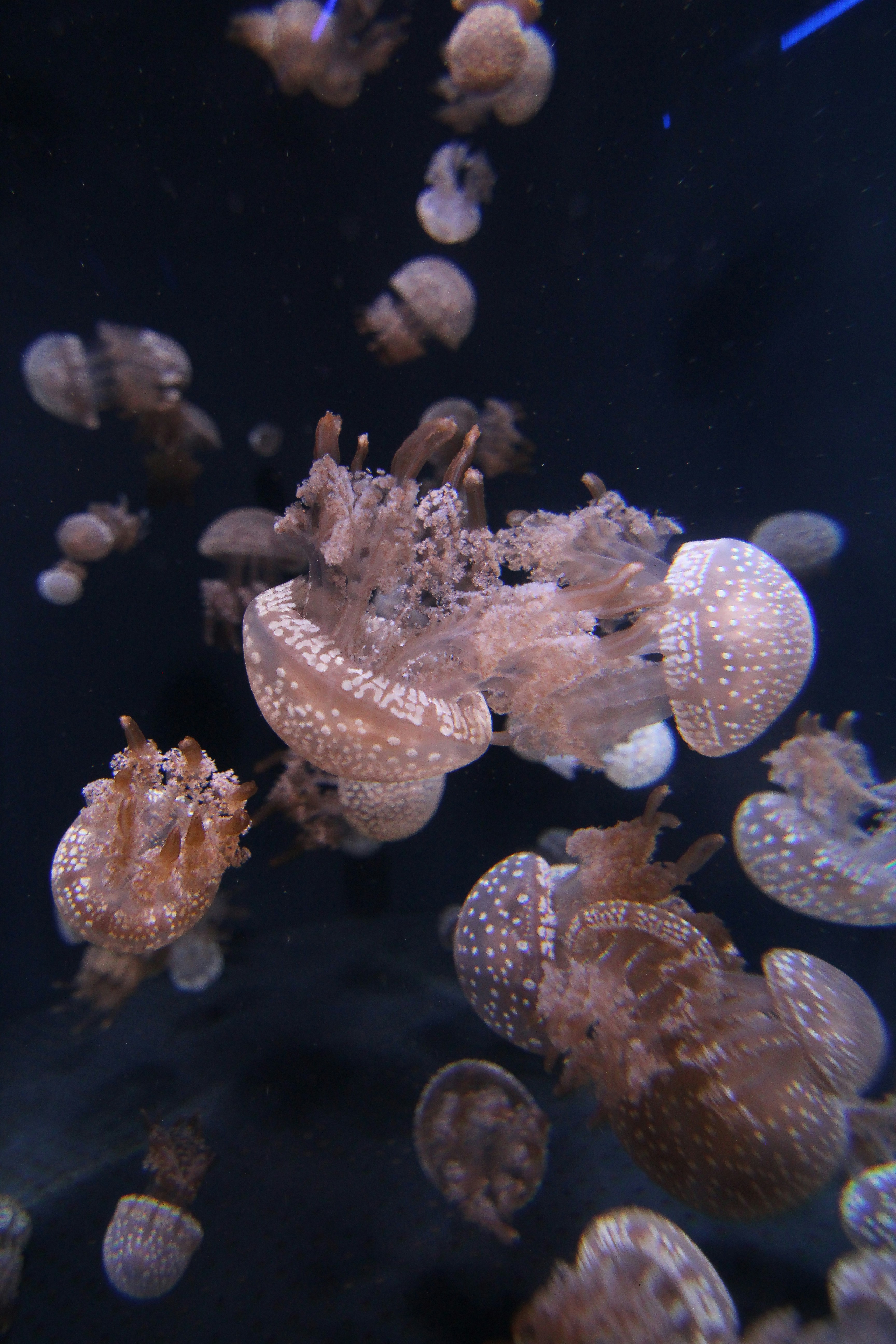 underwater photography of brown jellyfish