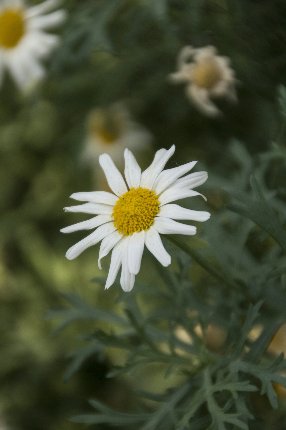 white-petaled flowers