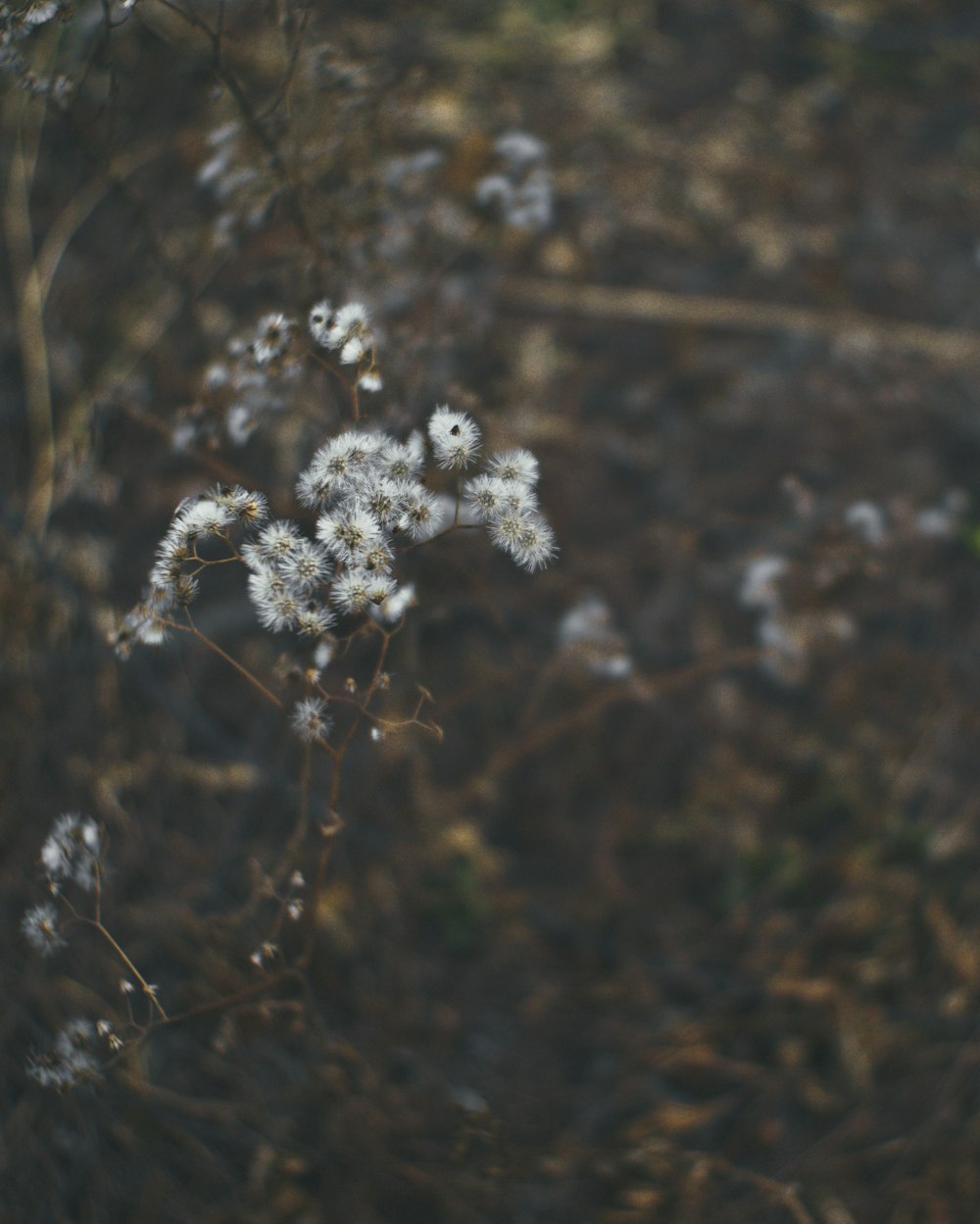 white cluster flowers