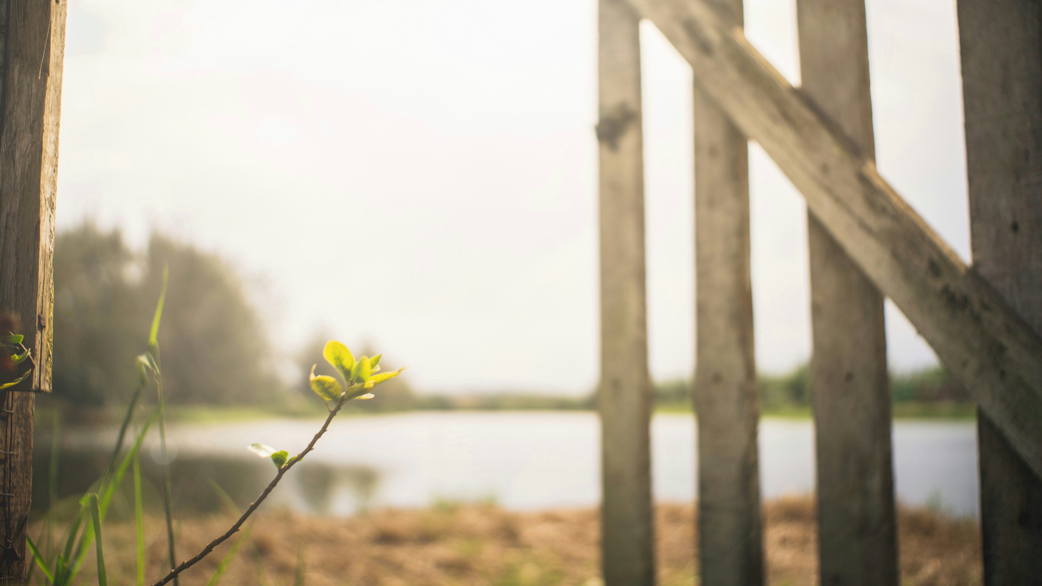 yellow-petaled flower