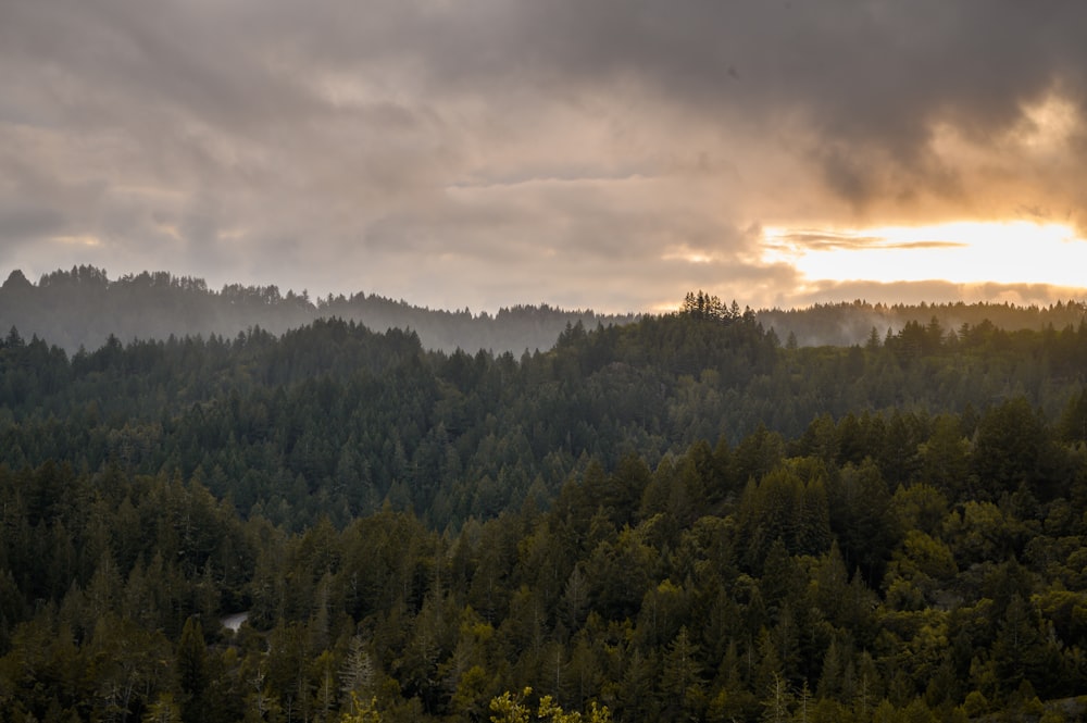 green trees under cloudy sky during daytime