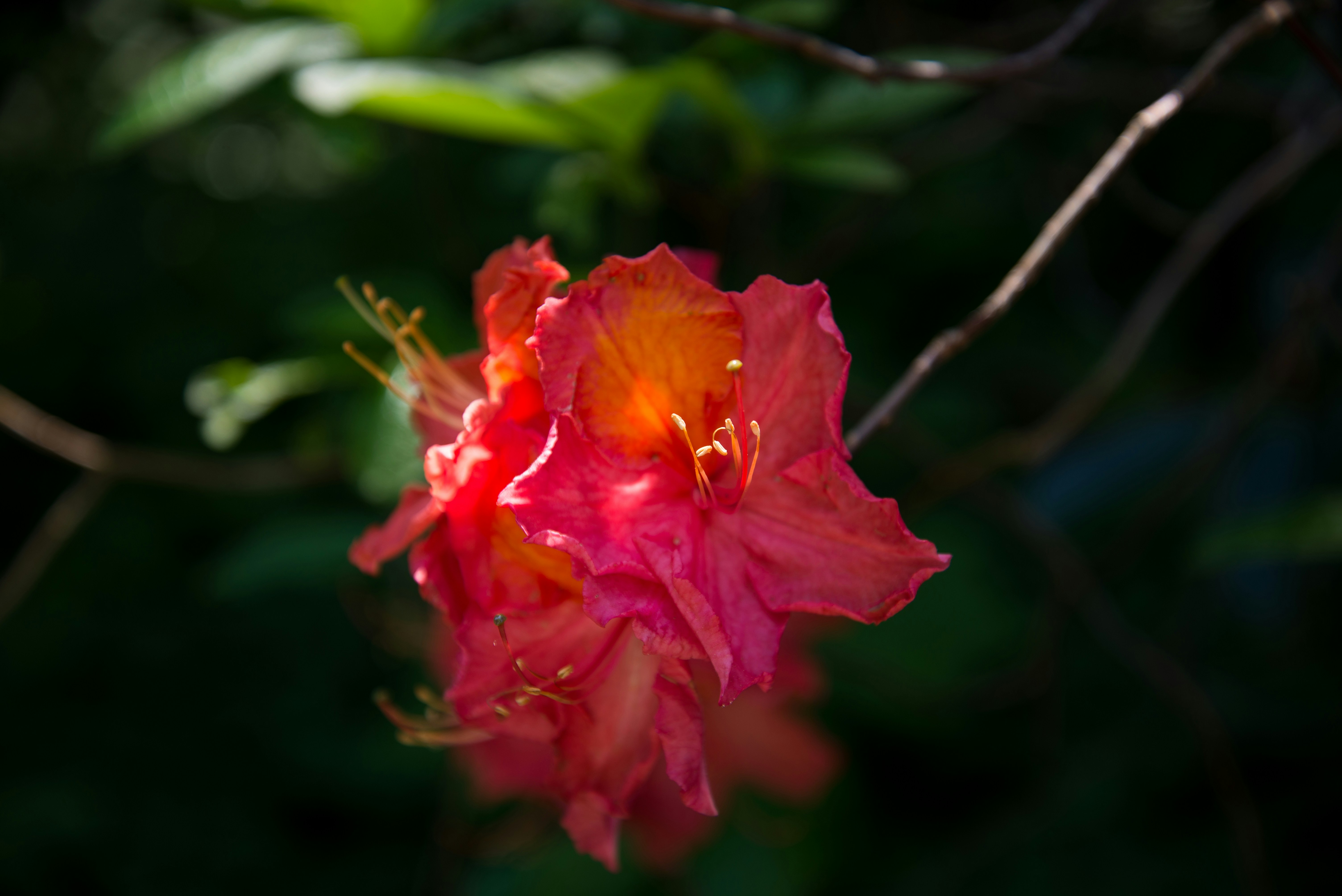 Photo by robklarmann