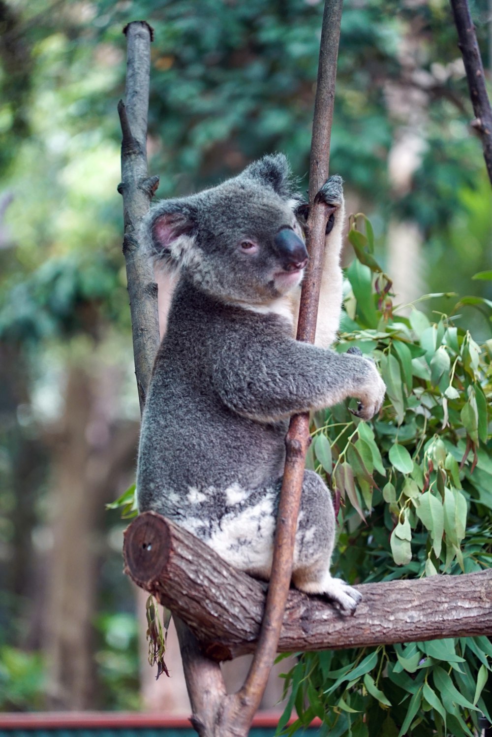 gray and white koala on tree