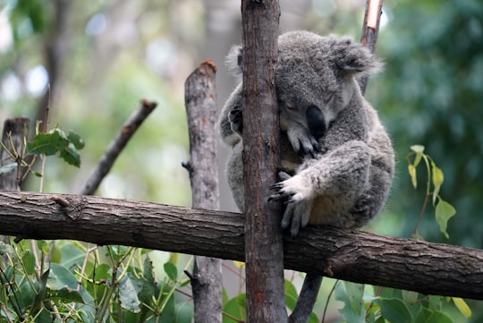 gray koala on tree in Currumbin QLD Australia