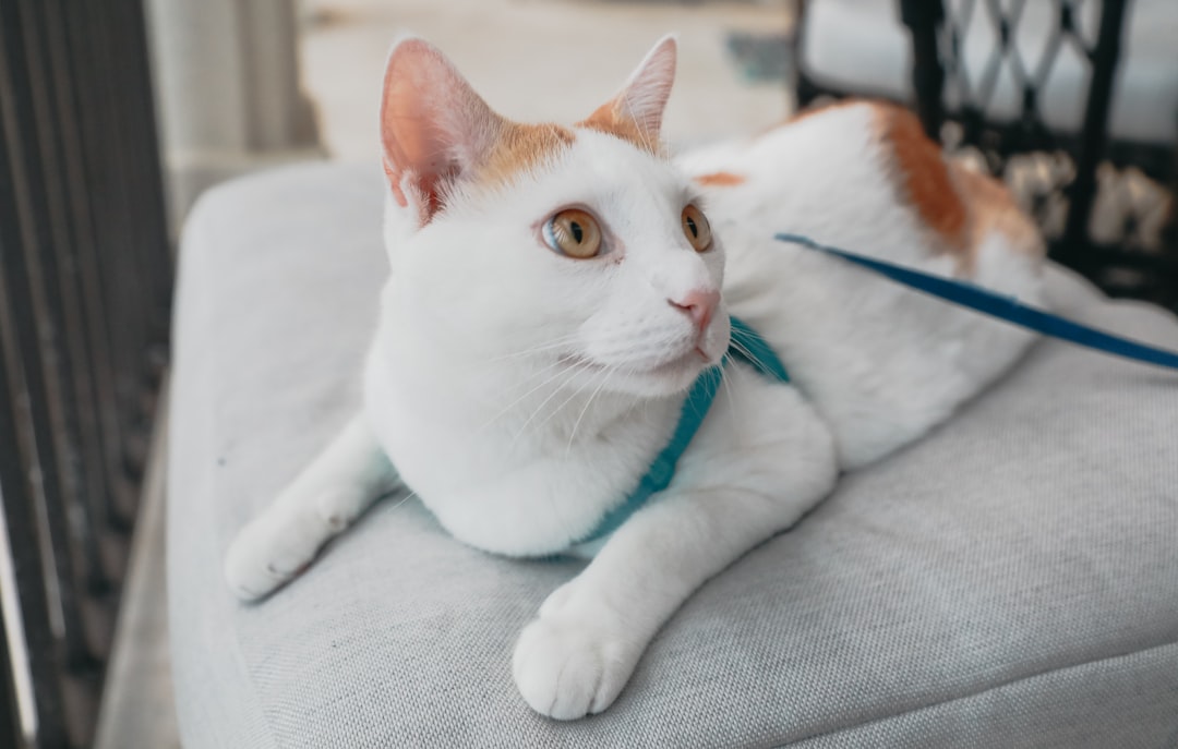 cat on sofa, Kitty Chesney sitting outside during summer at the beach.