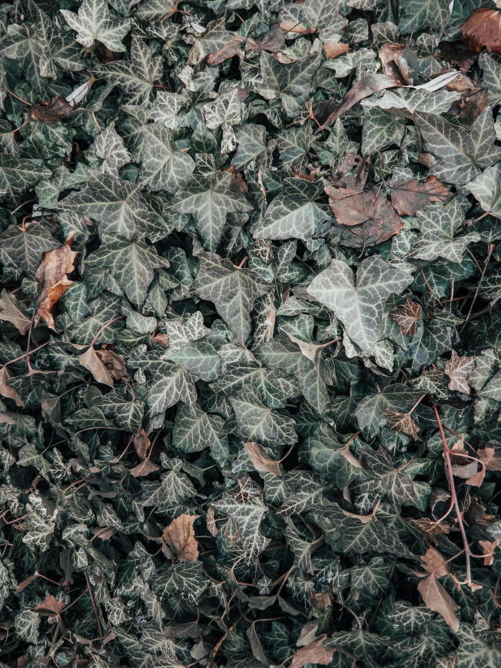 planta de hojas verdes