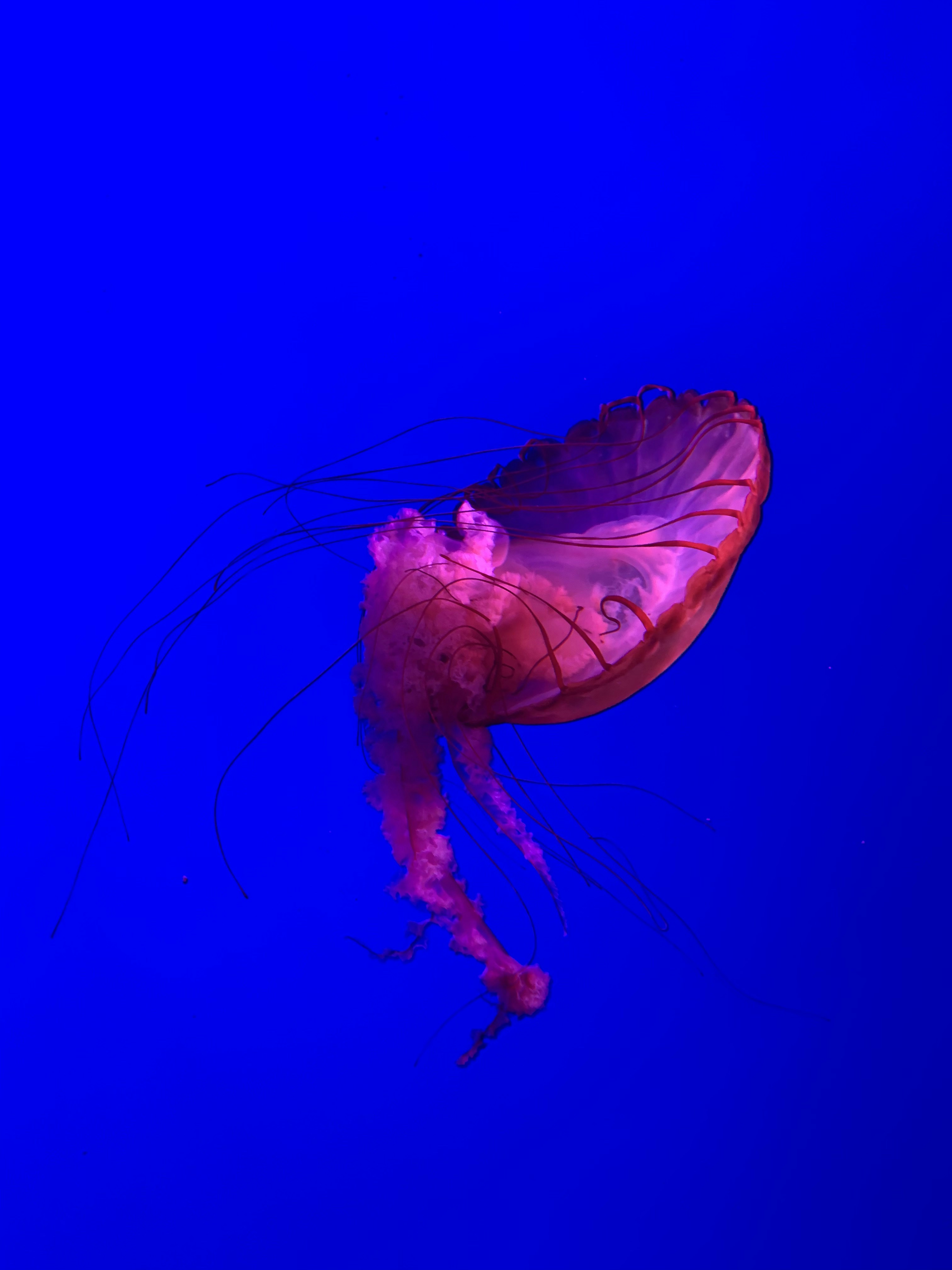 ピンククラゲのマクロ撮影の写真 Unsplashで見つけるクラゲの無料写真