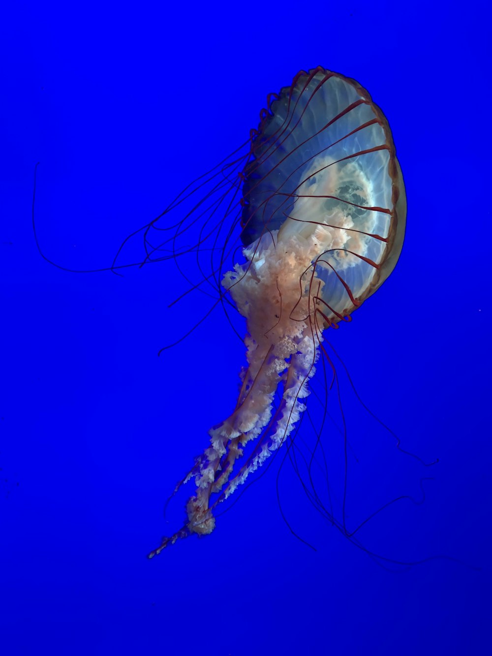 brown jellyfish swimming under blue water