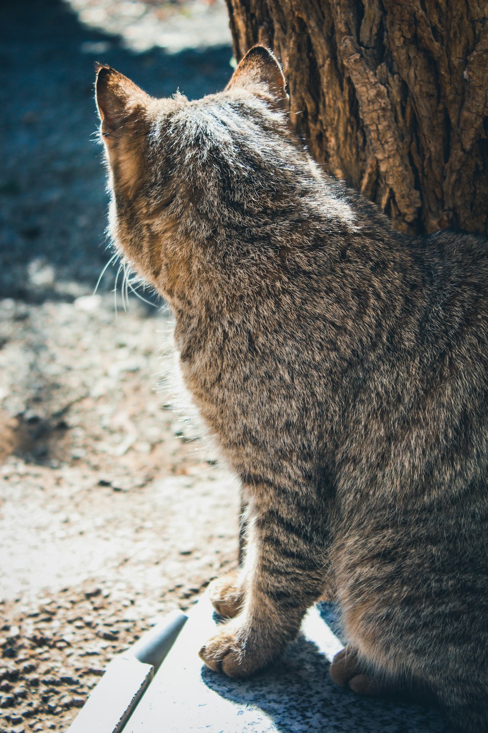 tabby cat on tree