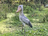 white and gray bird on brown tree branch during daytime