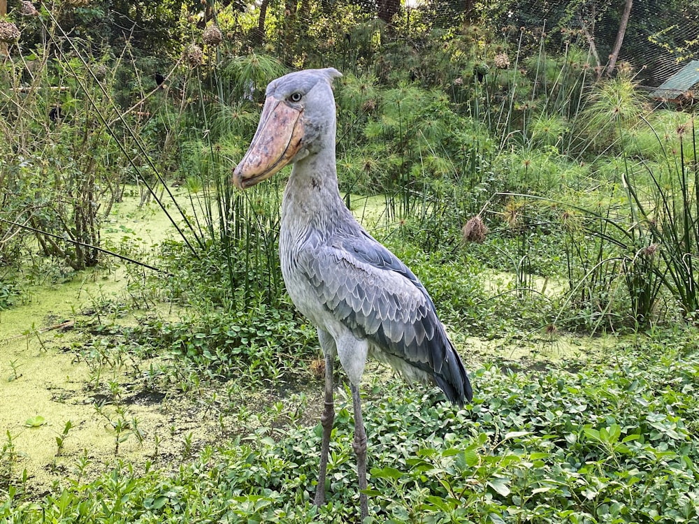 Weißer und grauer Vogel auf braunem Ast während des Tages