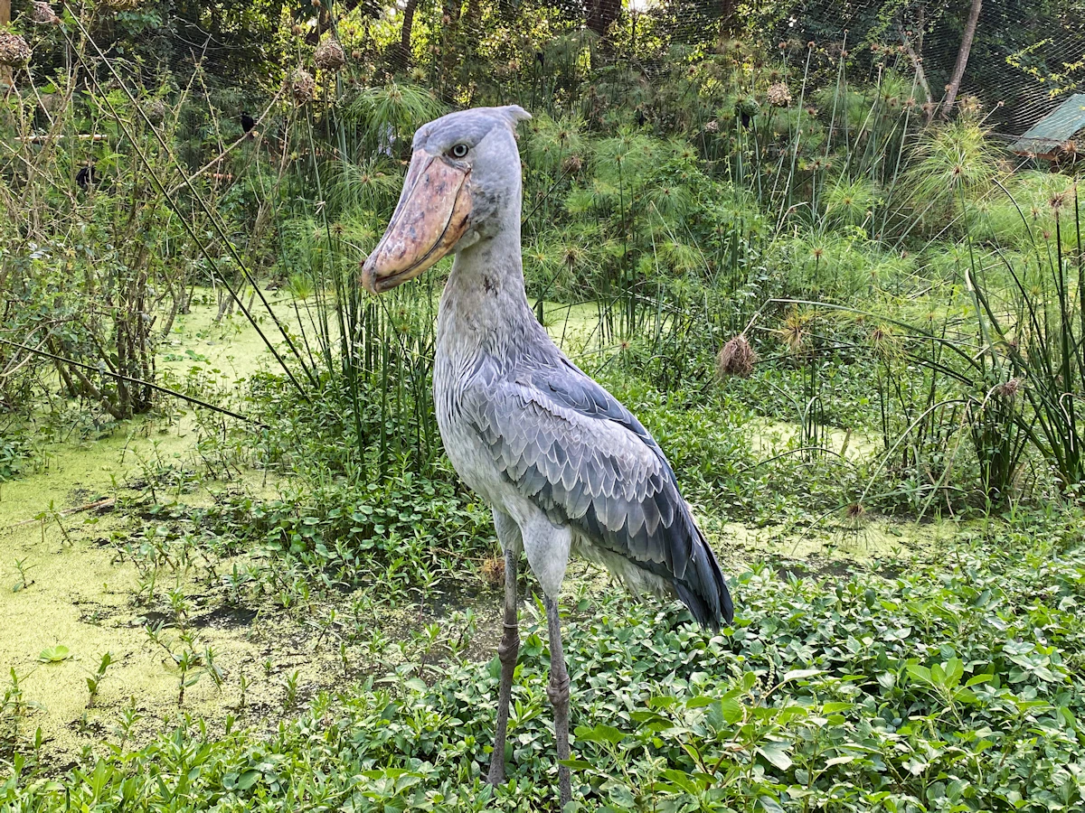 ハシビロコウ