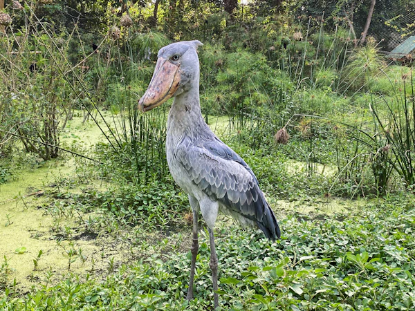 ハシビロコウ