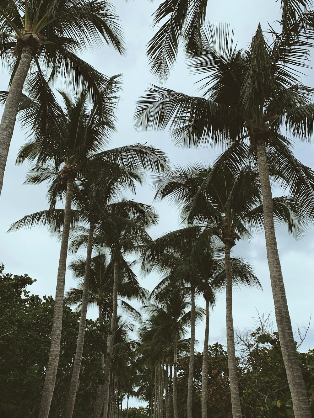 coconut tree line under blue skies