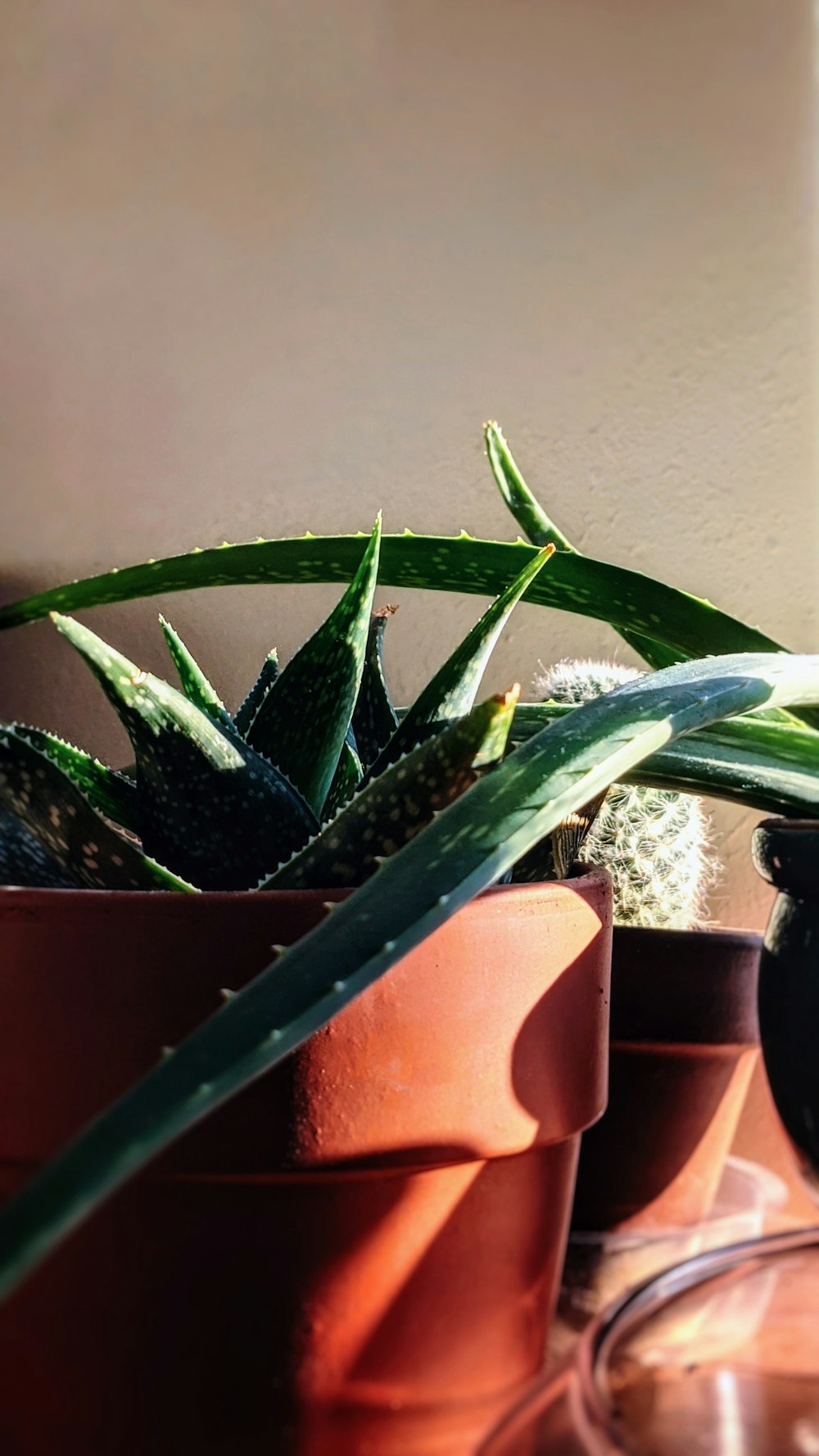 green Aloe Vera in a pot