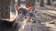 Two young deer stand close together in a forest setting. The sunlight filters through the trees, casting gentle shadows on the forest floor. The deer have soft, brown fur, and their ears are perked up, showing attentiveness to their surroundings.
