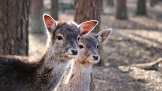 Two young deer stand close together in a forest setting. The sunlight filters through the trees, casting gentle shadows on the forest floor. The deer have soft, brown fur, and their ears are perked up, showing attentiveness to their surroundings.