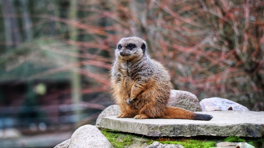 lemur on rock