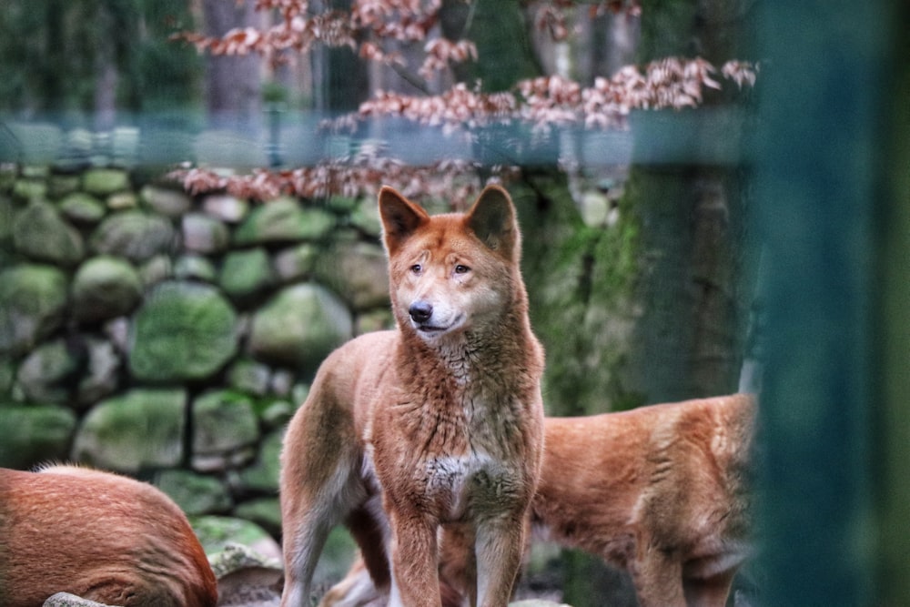 vários lobos