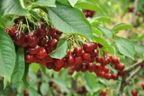 Clusters of ripe, red cherries hang from the branches of a cherry tree, surrounded by vibrant green leaves. The cherries appear fresh and glossy, suggesting a lush and healthy environment.