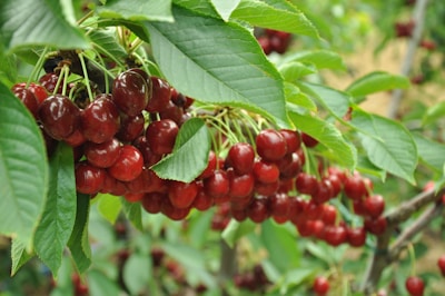 Clusters of ripe, red cherries hang from the branches of a cherry tree, surrounded by vibrant green leaves. The cherries appear fresh and glossy, suggesting a lush and healthy environment.