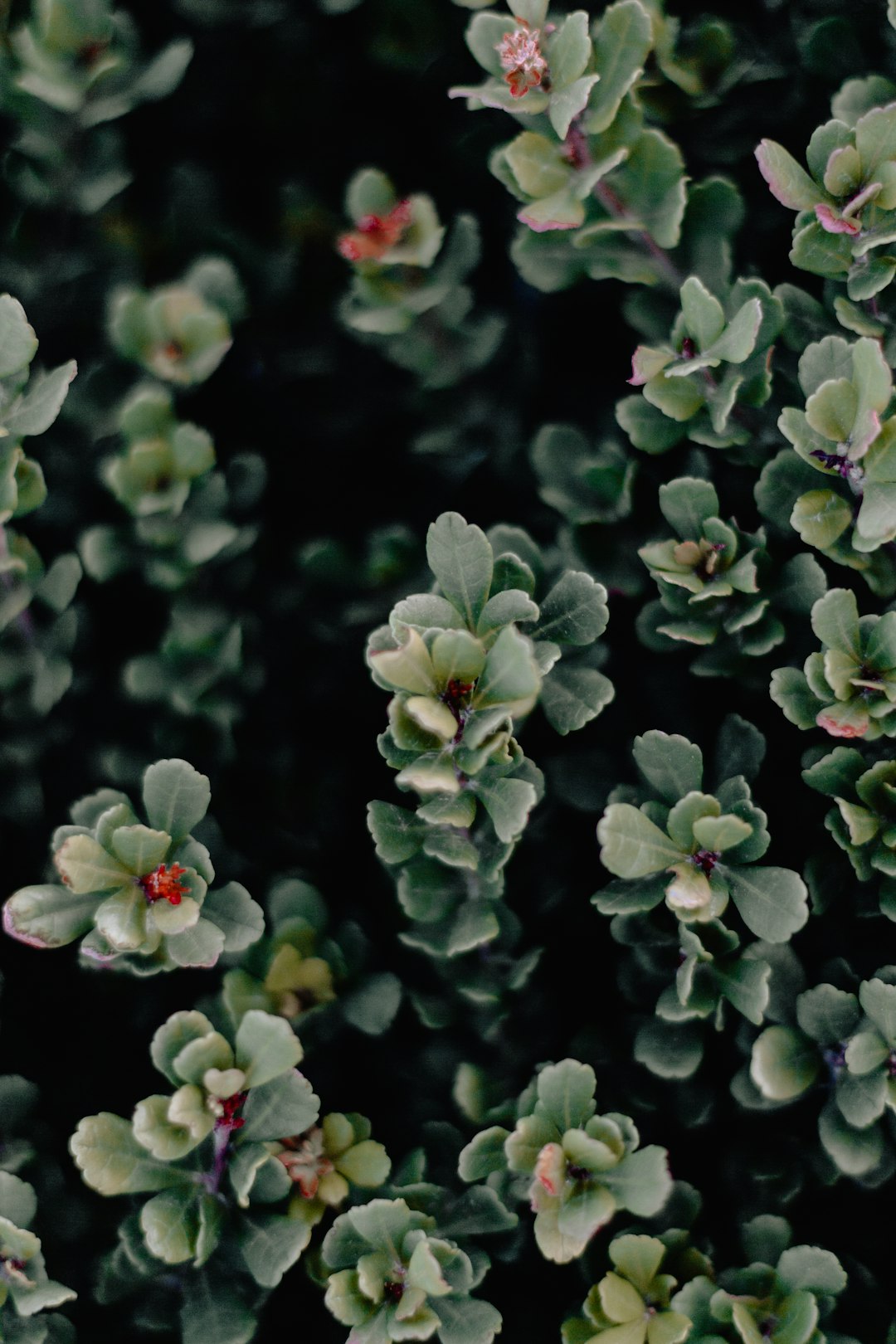 green leaf plant