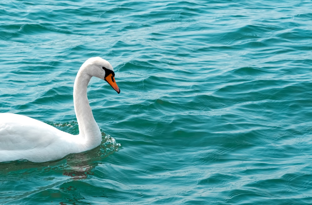 white goose floating in blue water