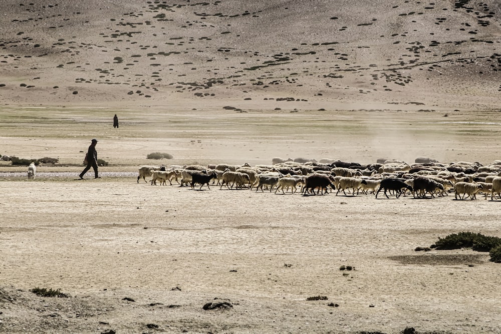 man shepherding goats