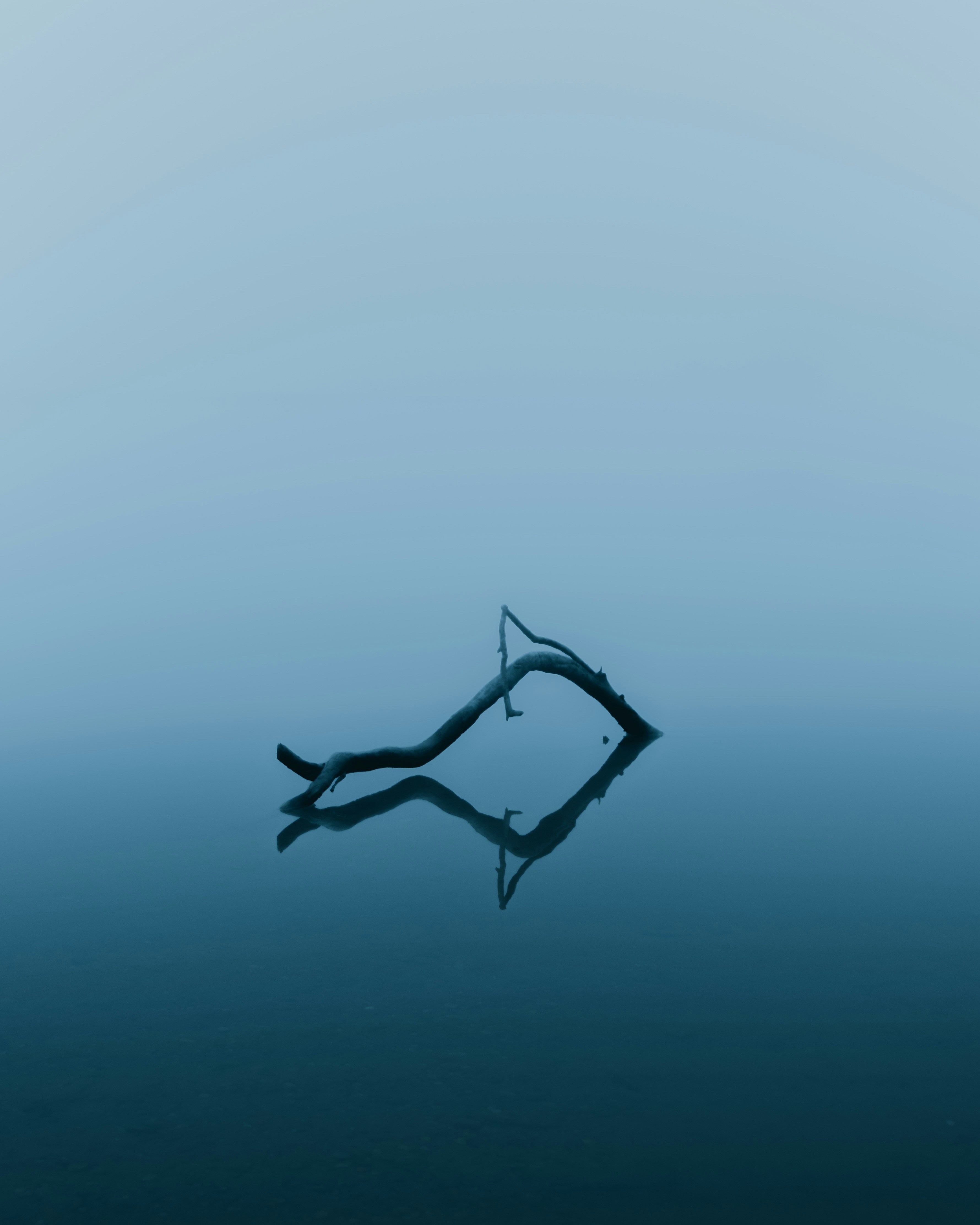 tree trunk on body of water