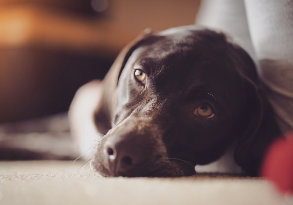 adult black Labrador retriever lying near the grey textile