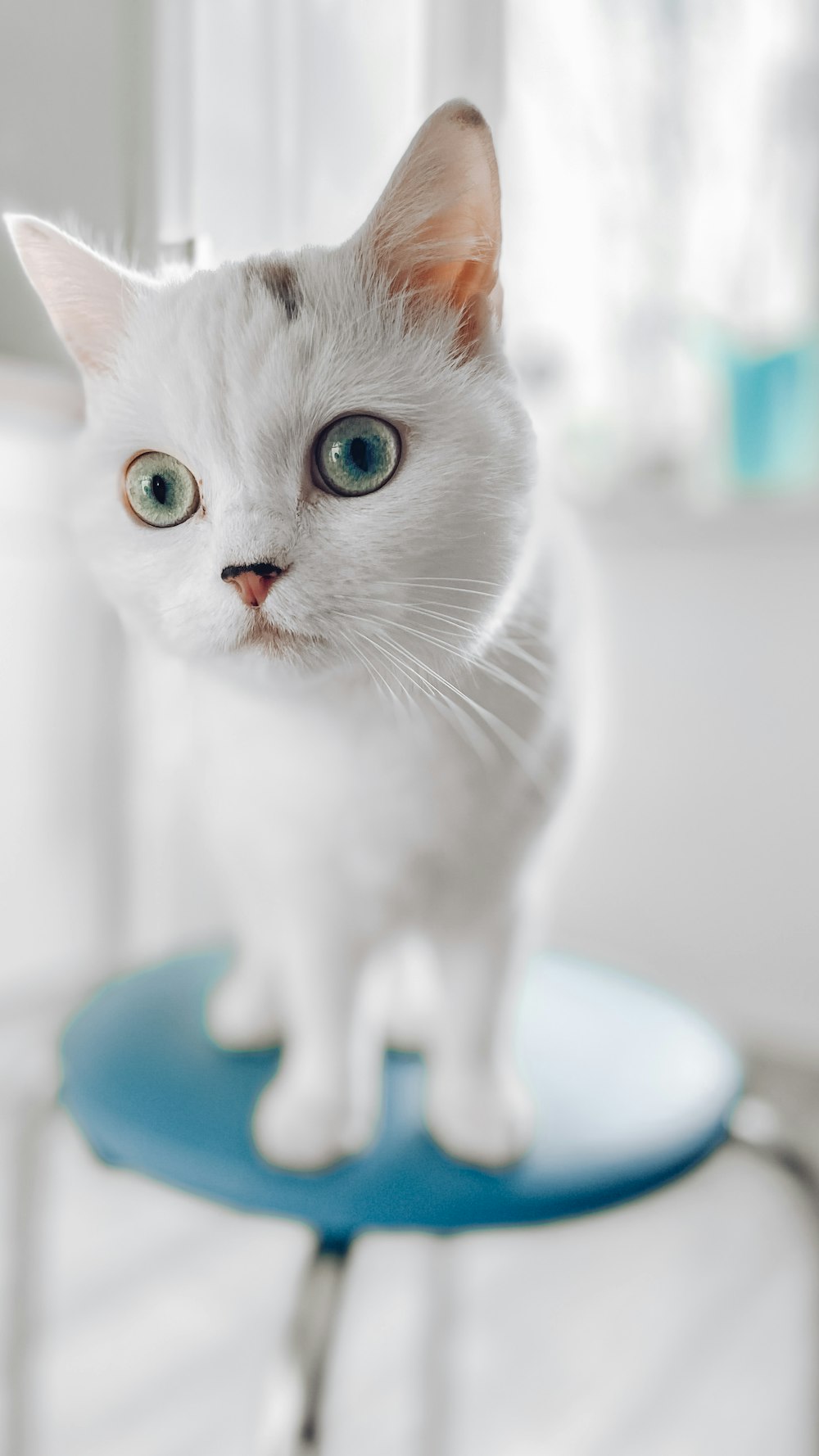 gato branco e preto de pelo curto