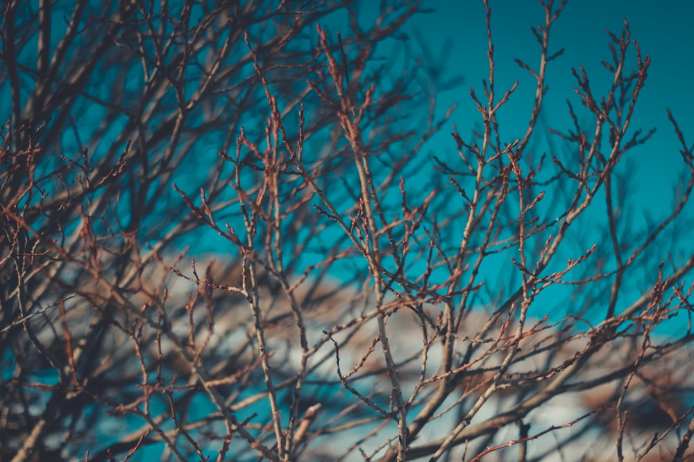 shallow focus photo of tree branch