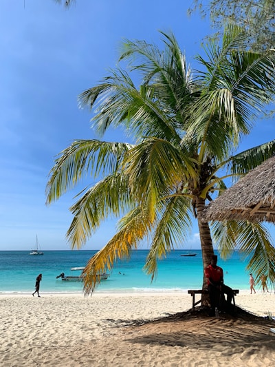 person sitting under coconut tree