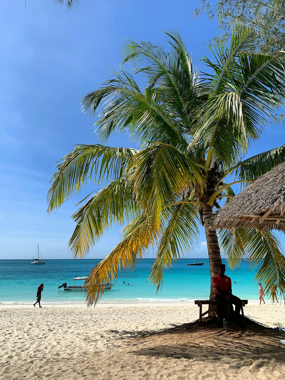 person sitting under coconut tree