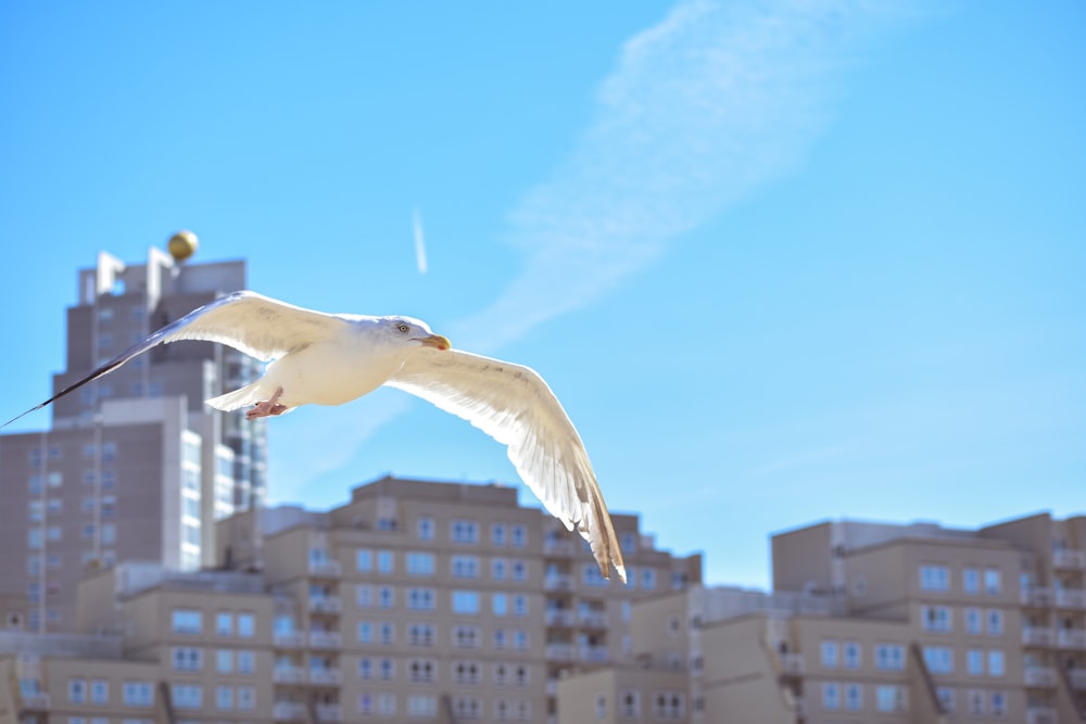 bird on flight