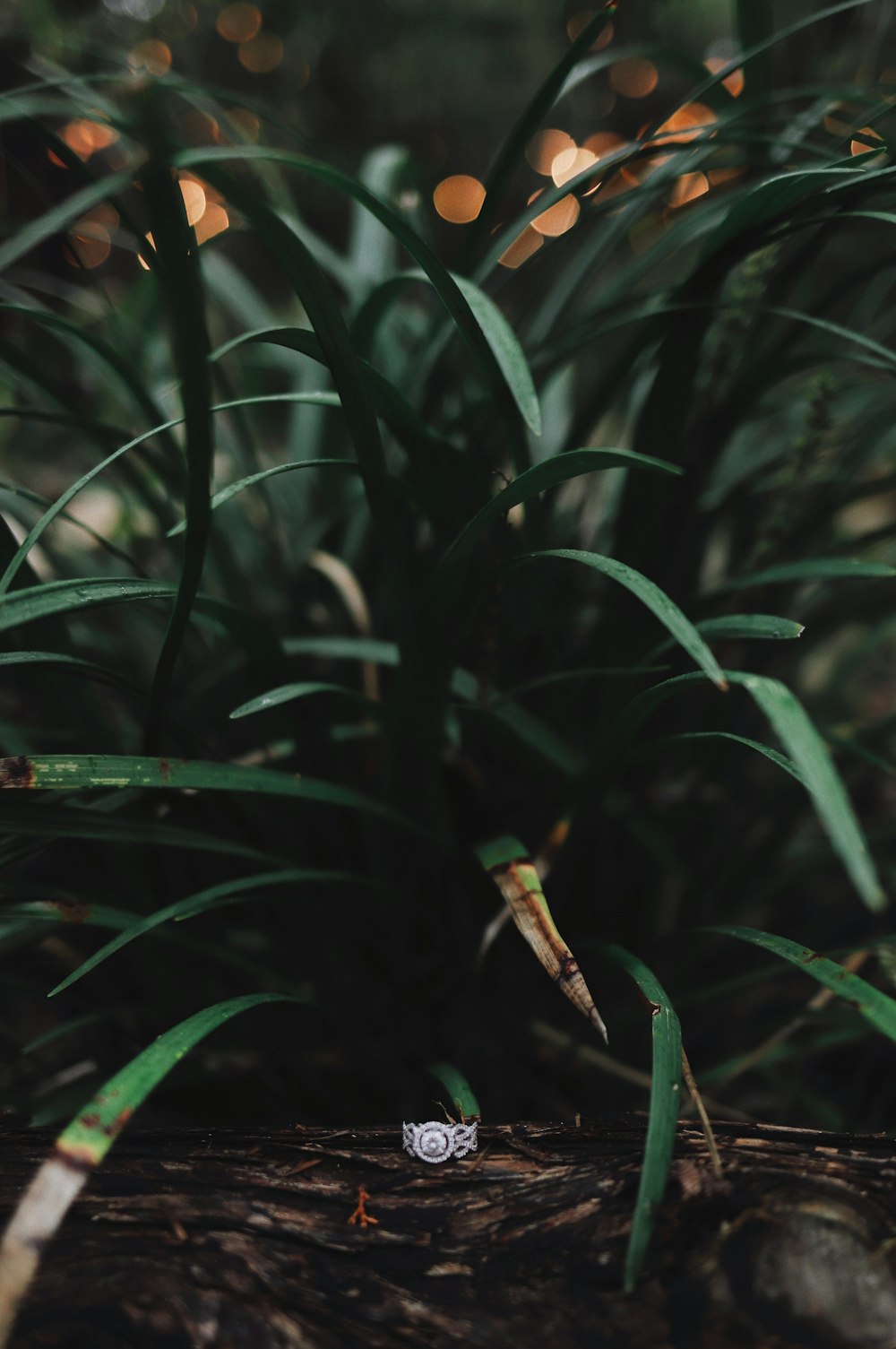 green linear leaf plant