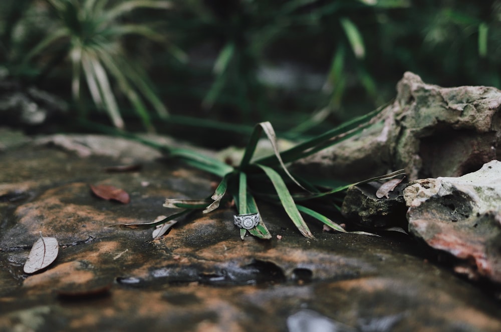 green linear leaf plant near gray stone