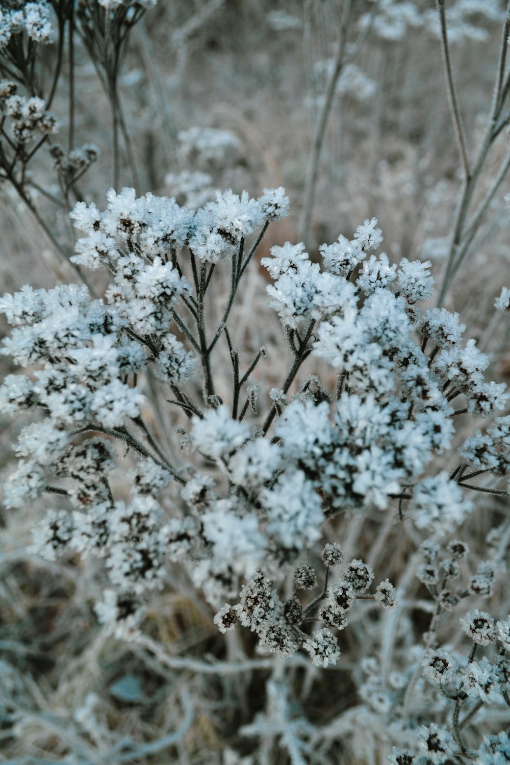 white-petaled flowers