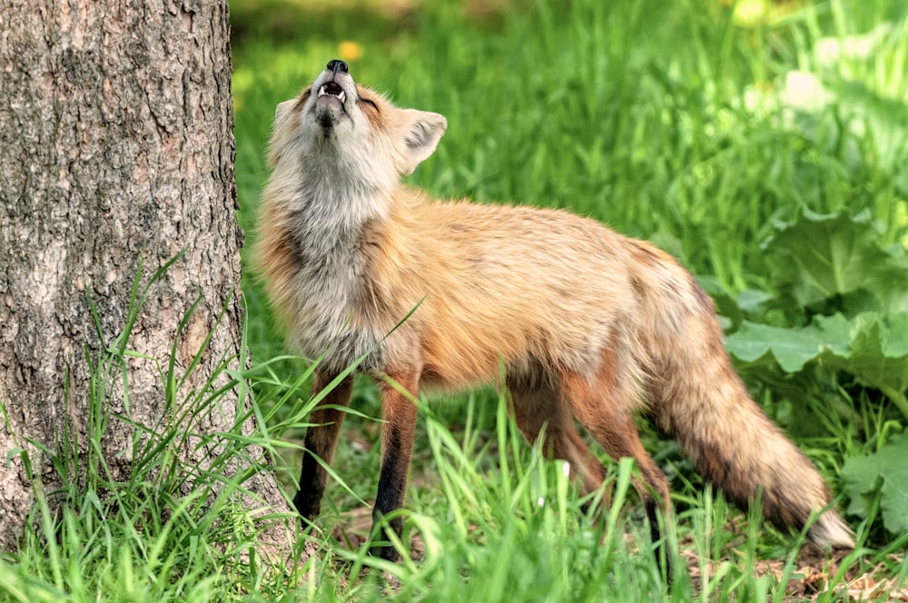 shallow focus photo of brown fox