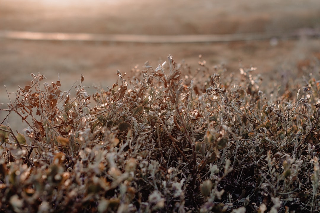 travelers stories about Tundra in L'Agulhas, South Africa